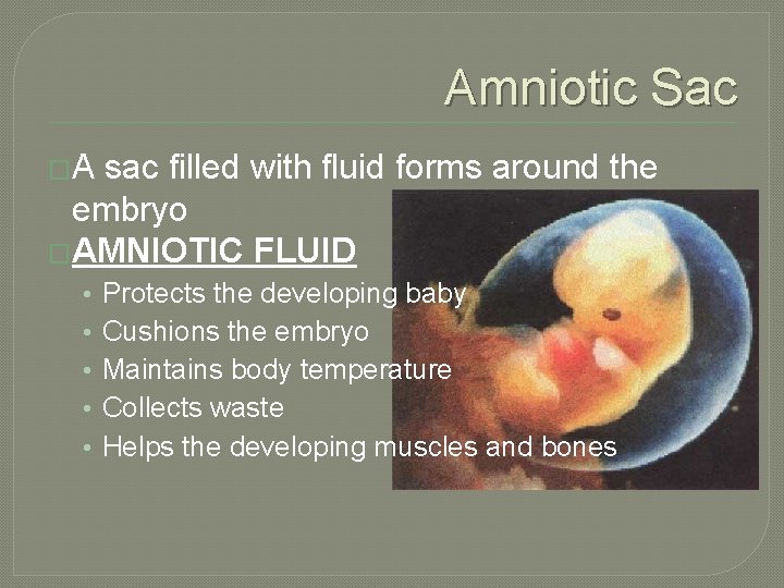 Amniotic Sac �A sac filled with fluid forms around the embryo �AMNIOTIC FLUID •