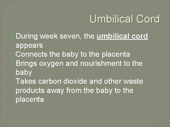 Umbilical Cord �During week seven, the umbilical cord appears �Connects the baby to the