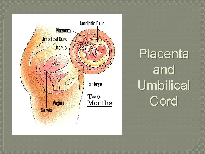 Placenta and Umbilical Cord 