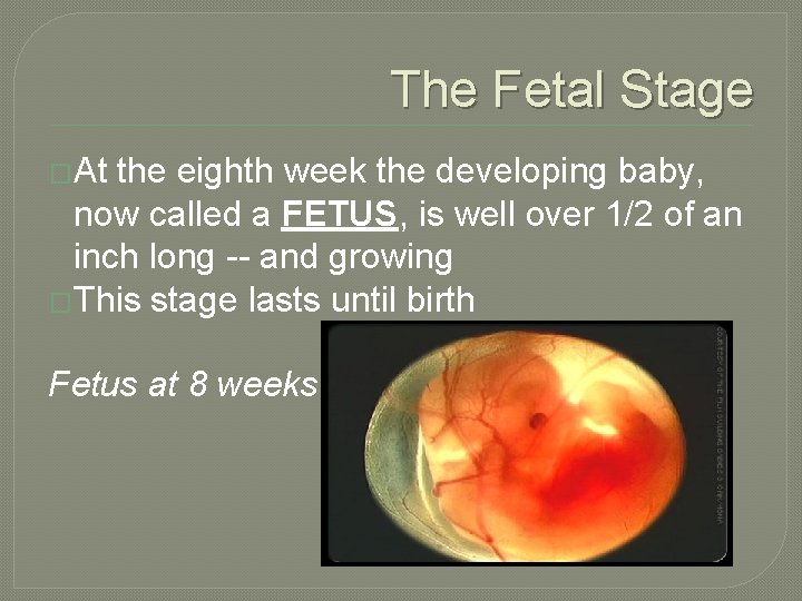The Fetal Stage �At the eighth week the developing baby, now called a FETUS,