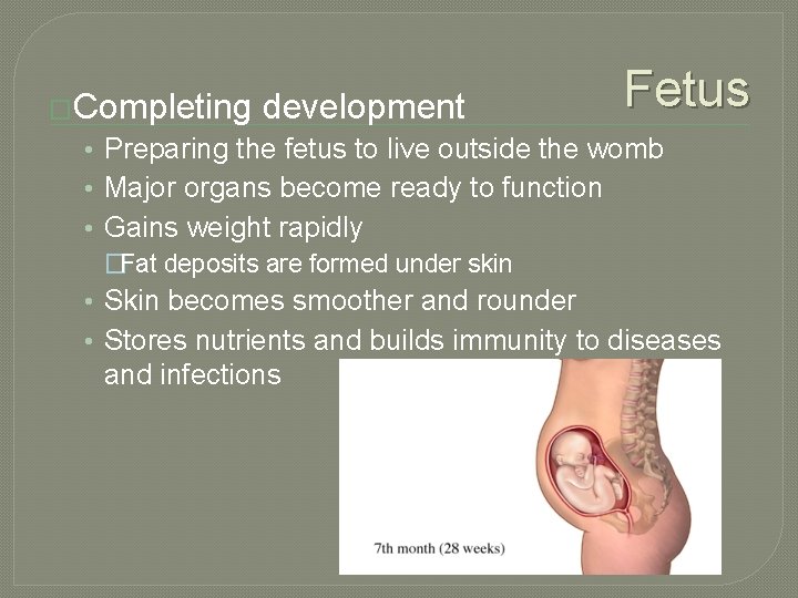 �Completing development Fetus • Preparing the fetus to live outside the womb • Major