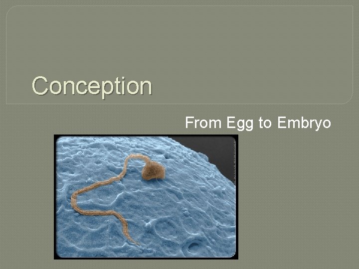 Conception From Egg to Embryo 