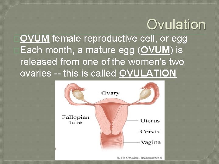 Ovulation �OVUM female reproductive cell, or egg �Each month, a mature egg (OVUM) is
