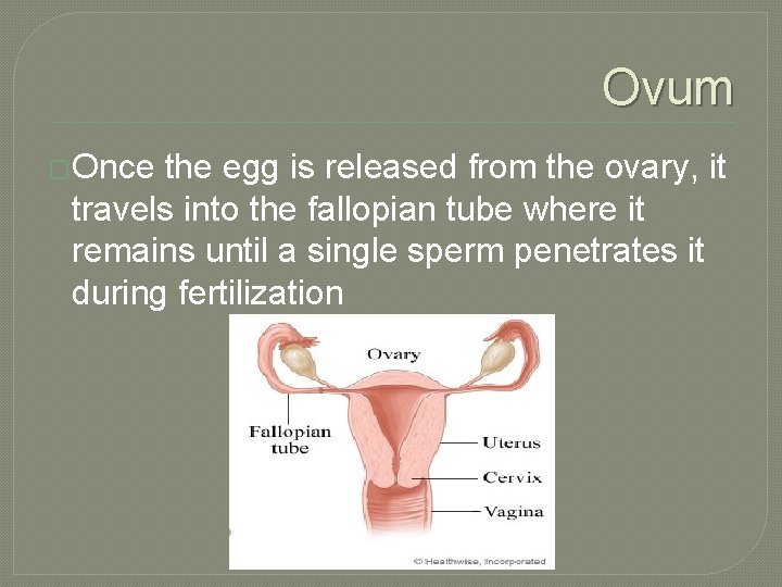 Ovum �Once the egg is released from the ovary, it travels into the fallopian