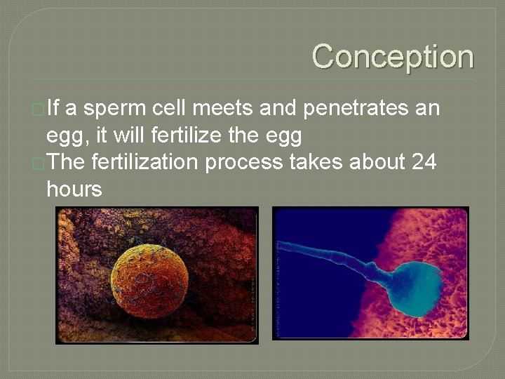 Conception �If a sperm cell meets and penetrates an egg, it will fertilize the