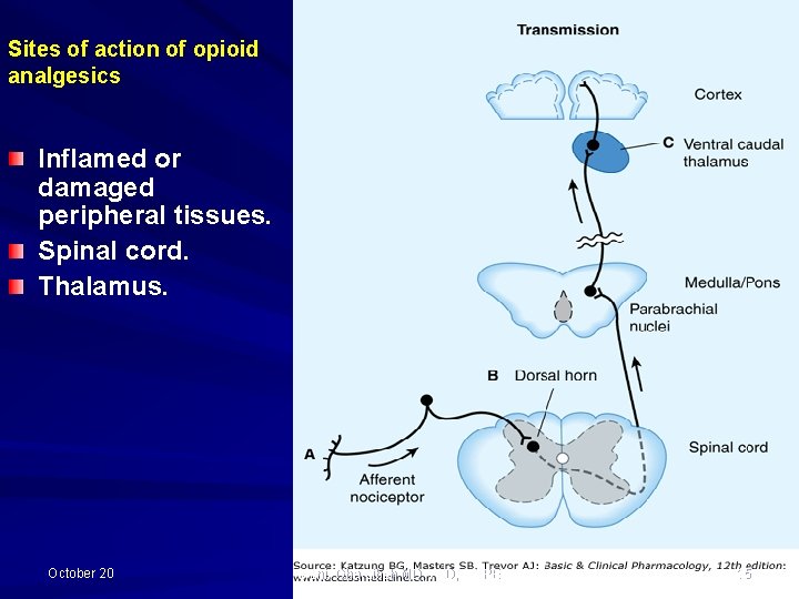 Sites of action of opioid analgesics Inflamed or damaged peripheral tissues. Spinal cord. Thalamus.