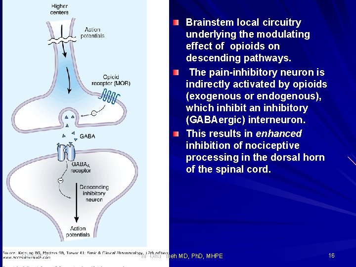 Brainstem local circuitry underlying the modulating effect of opioids on descending pathways. The pain-inhibitory