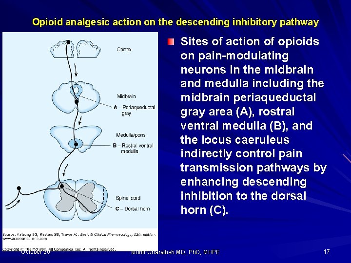 Opioid analgesic action on the descending inhibitory pathway Sites of action of opioids on