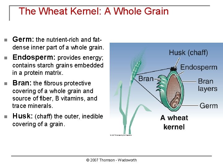 The Wheat Kernel: A Whole Grain n Germ: the nutrient-rich and fatdense inner part