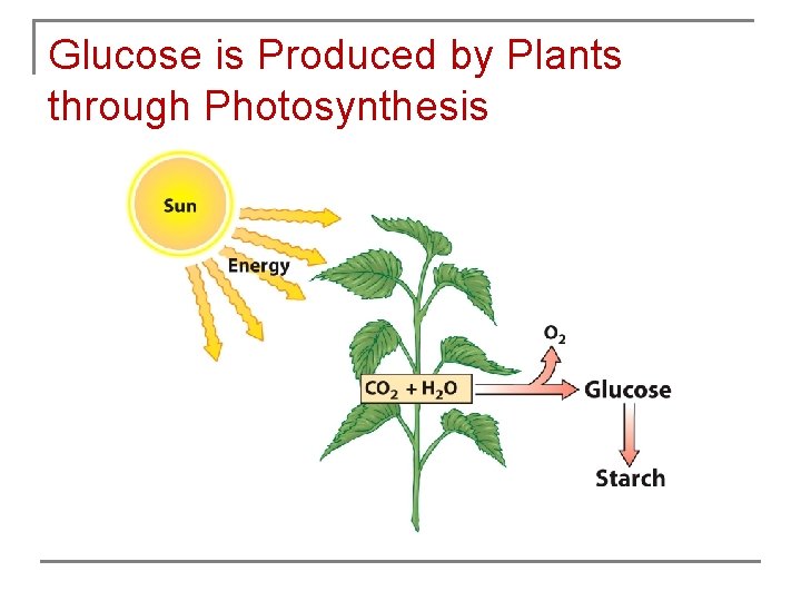 Glucose is Produced by Plants through Photosynthesis 