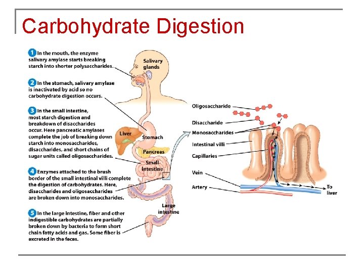 Carbohydrate Digestion 