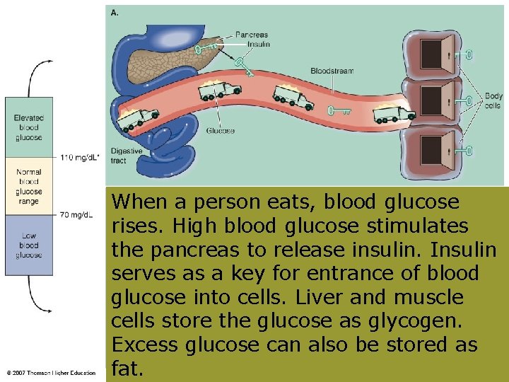 When a person eats, blood glucose rises. High blood glucose stimulates the pancreas to