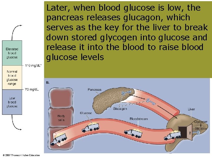 Later, when blood glucose is low, the pancreas releases glucagon, which serves as the