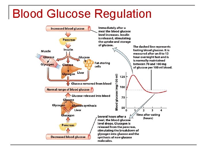 Blood Glucose Regulation 