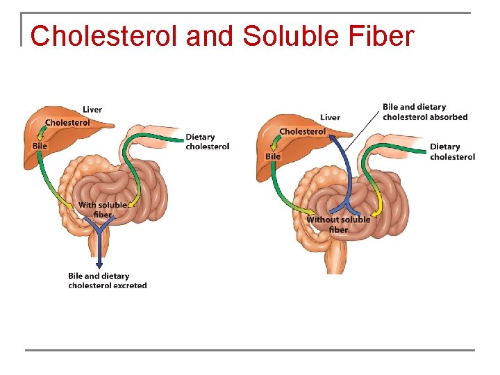 Cholesterol and Soluble Fiber 