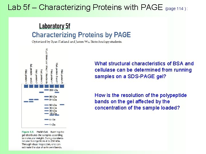 Lab 5 f – Characterizing Proteins with PAGE (page 114 ) : What structural