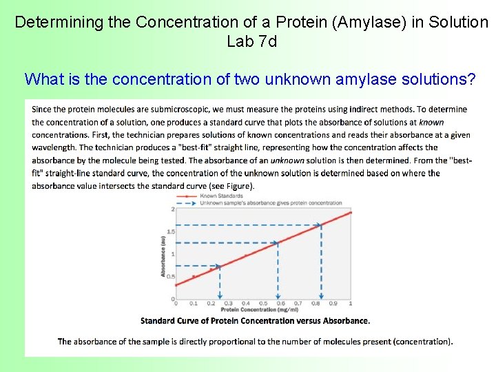 Determining the Concentration of a Protein (Amylase) in Solution Lab 7 d What is