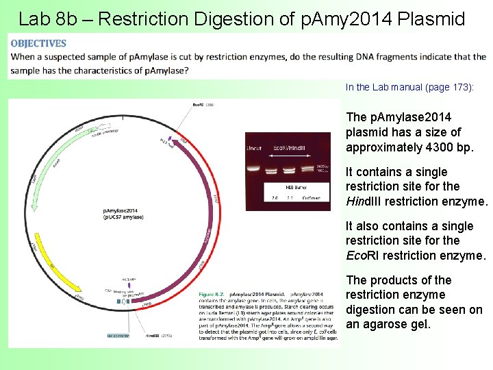 Lab 8 b – Restriction Digestion of p. Amy 2014 Plasmid In the Lab