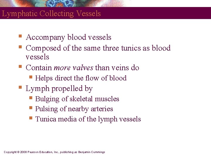 Lymphatic Collecting Vessels § § § Accompany blood vessels Composed of the same three