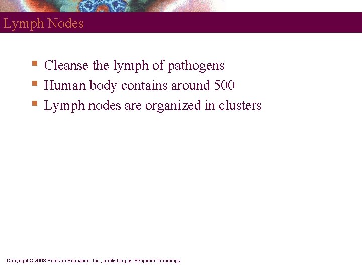 Lymph Nodes § § § Cleanse the lymph of pathogens Human body contains around