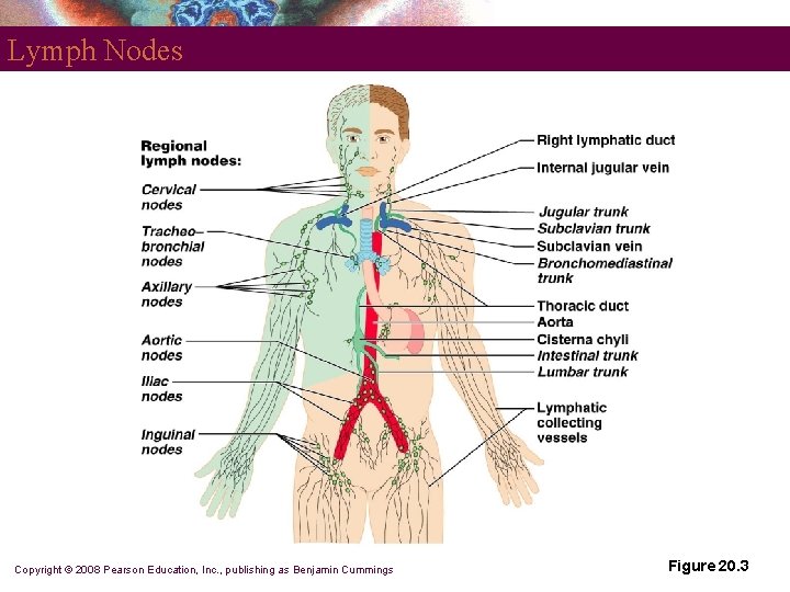 Lymph Nodes Copyright © 2008 Pearson Education, Inc. , publishing as Benjamin Cummings Figure