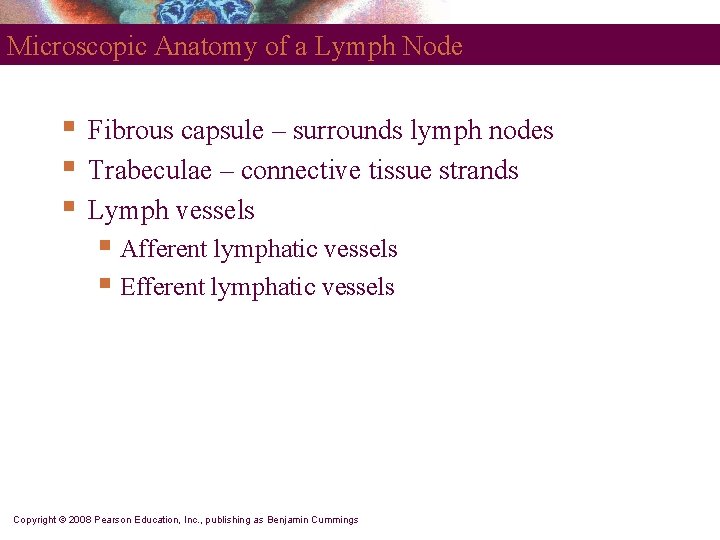 Microscopic Anatomy of a Lymph Node § § § Fibrous capsule – surrounds lymph