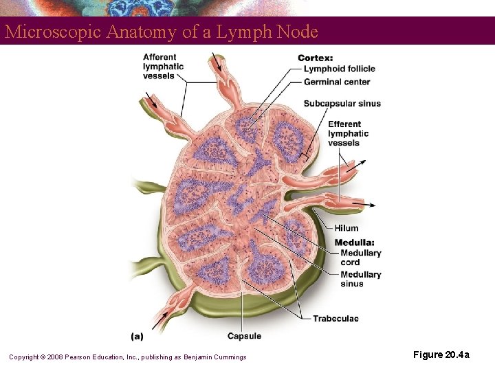 Microscopic Anatomy of a Lymph Node Copyright © 2008 Pearson Education, Inc. , publishing