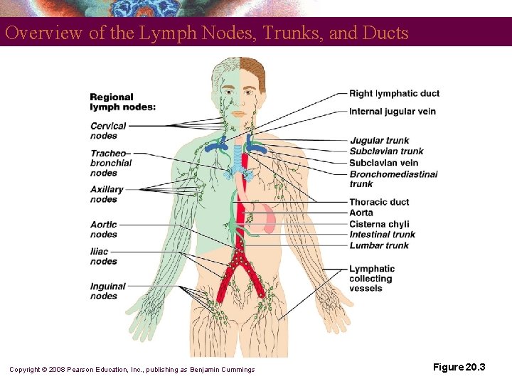 Overview of the Lymph Nodes, Trunks, and Ducts Copyright © 2008 Pearson Education, Inc.