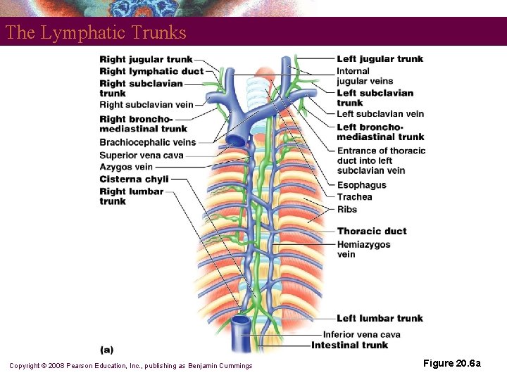 The Lymphatic Trunks Copyright © 2008 Pearson Education, Inc. , publishing as Benjamin Cummings