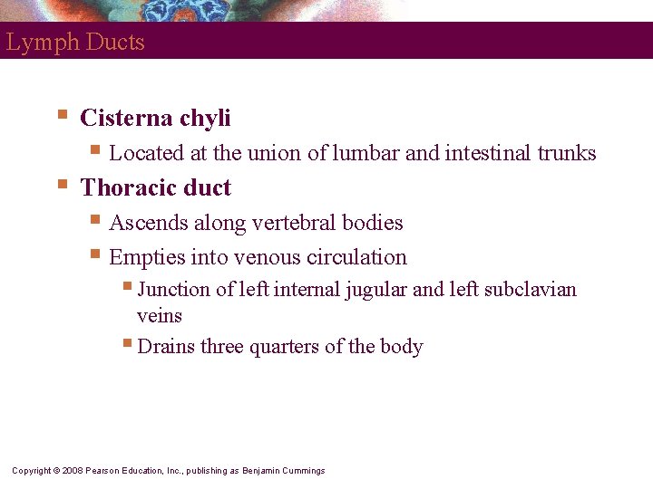 Lymph Ducts § Cisterna chyli § Located at the union of lumbar and intestinal