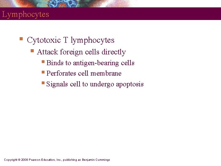 Lymphocytes § Cytotoxic T lymphocytes § Attack foreign cells directly § Binds to antigen-bearing