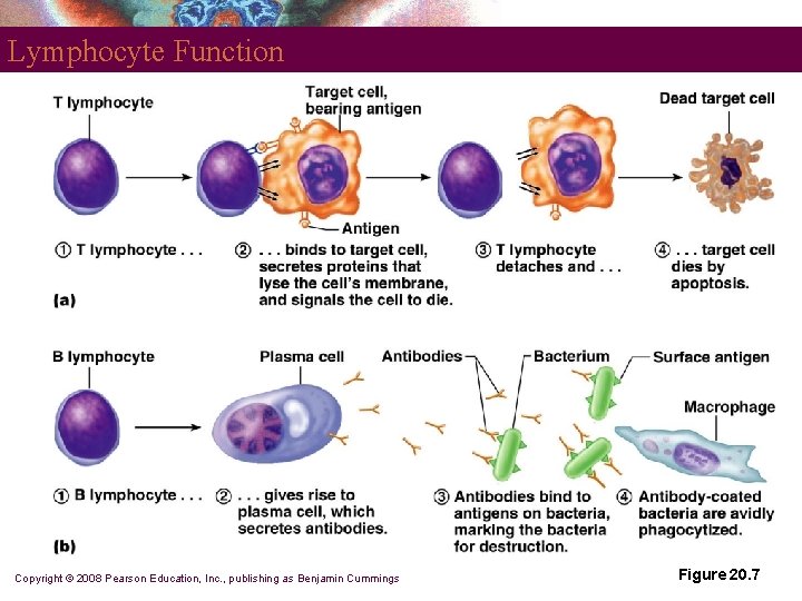 Lymphocyte Function Copyright © 2008 Pearson Education, Inc. , publishing as Benjamin Cummings Figure