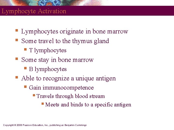 Lymphocyte Activation § § Lymphocytes originate in bone marrow Some travel to the thymus