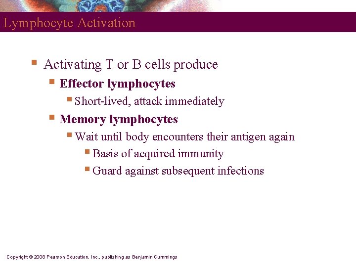 Lymphocyte Activation § Activating T or B cells produce § Effector lymphocytes § Short-lived,