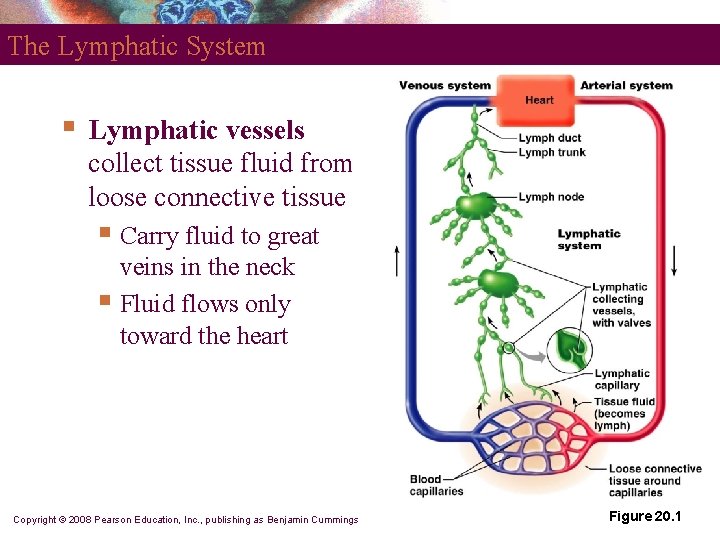 The Lymphatic System § Lymphatic vessels collect tissue fluid from loose connective tissue §