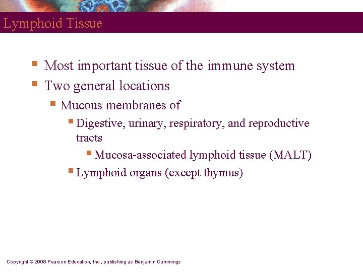 Lymphoid Tissue § § Most important tissue of the immune system Two general locations