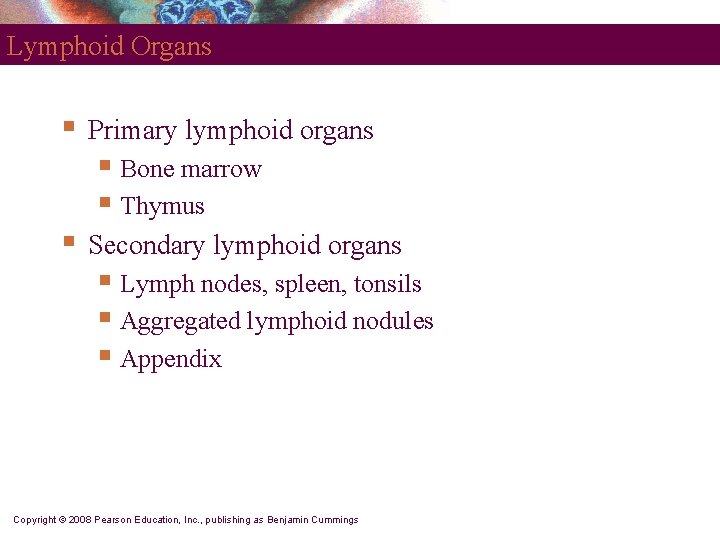 Lymphoid Organs § Primary lymphoid organs § Bone marrow § Thymus § Secondary lymphoid