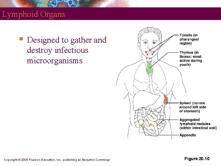 Lymphoid Organs § Designed to gather and destroy infectious microorganisms Copyright © 2008 Pearson