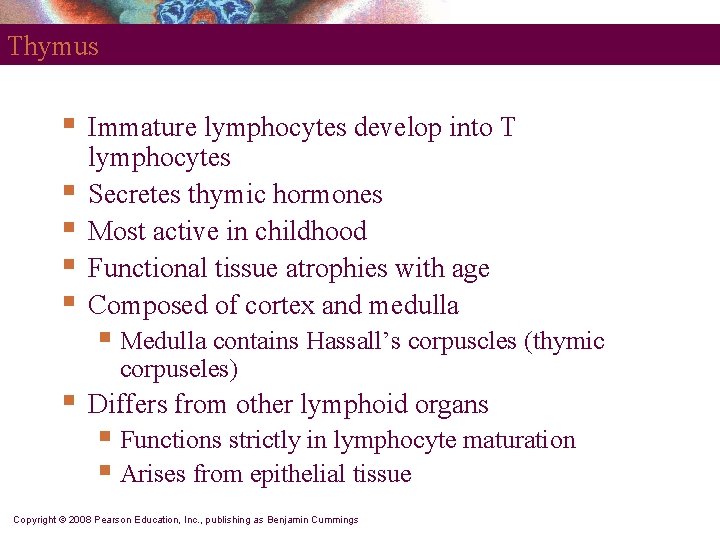 Thymus § § § Immature lymphocytes develop into T lymphocytes Secretes thymic hormones Most