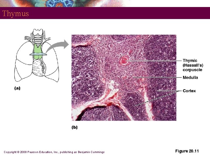 Thymus Copyright © 2008 Pearson Education, Inc. , publishing as Benjamin Cummings Figure 20.