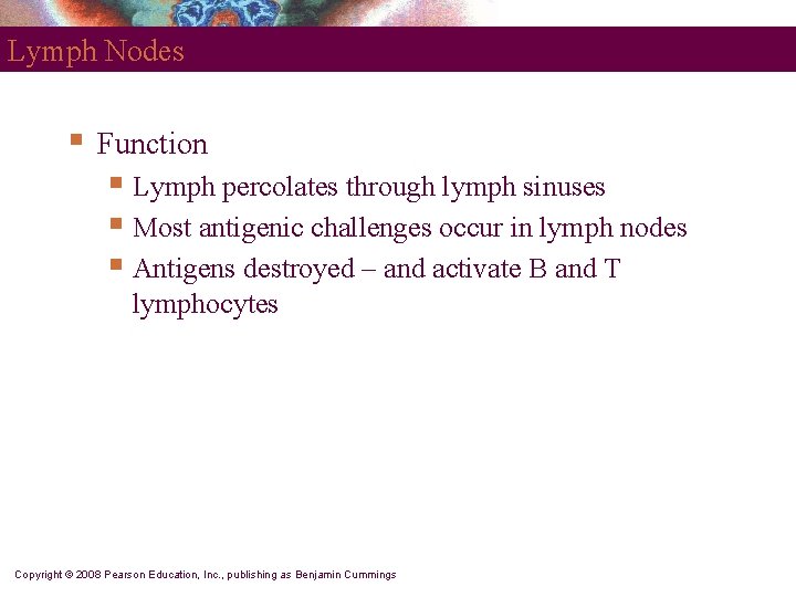 Lymph Nodes § Function § Lymph percolates through lymph sinuses § Most antigenic challenges