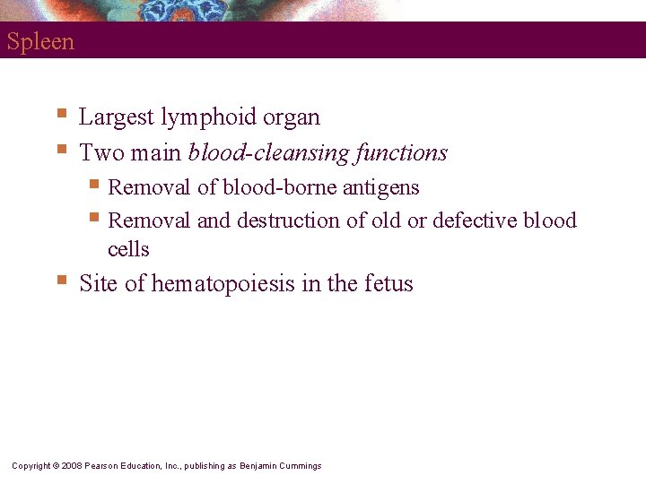 Spleen § § Largest lymphoid organ Two main blood-cleansing functions § Removal of blood-borne