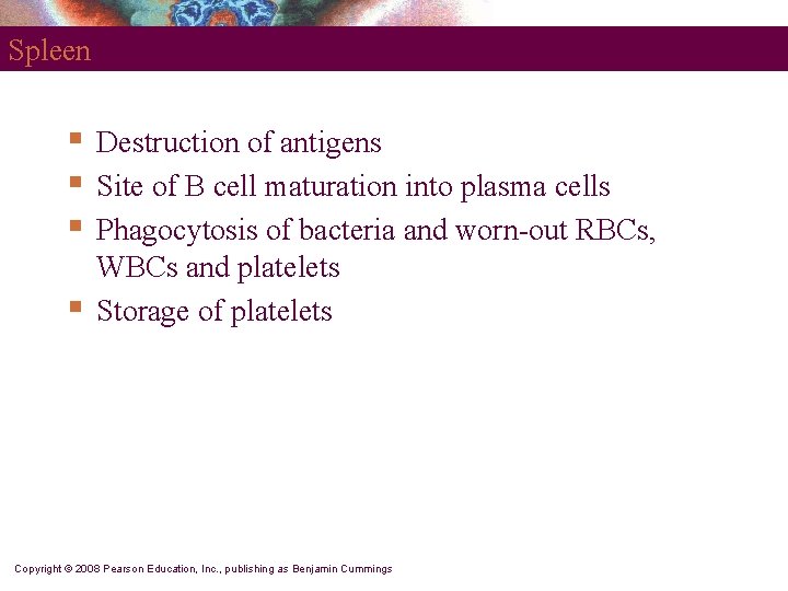 Spleen § § Destruction of antigens Site of B cell maturation into plasma cells