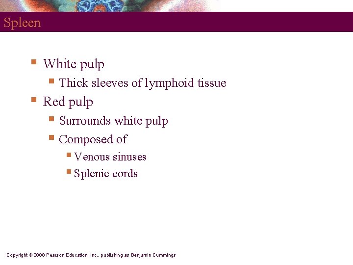 Spleen § White pulp § Thick sleeves of lymphoid tissue § Red pulp §