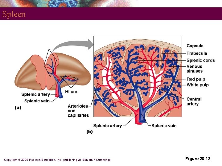 Spleen Copyright © 2008 Pearson Education, Inc. , publishing as Benjamin Cummings Figure 20.