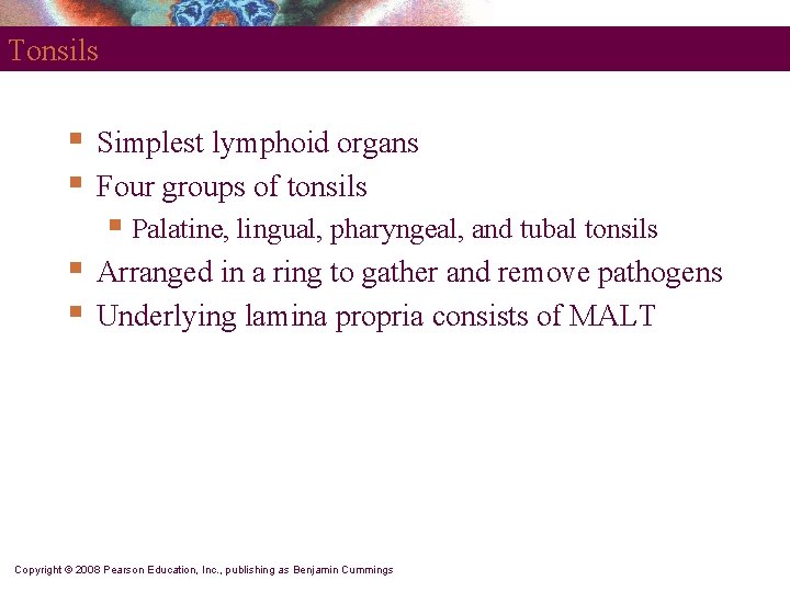 Tonsils § § Simplest lymphoid organs Four groups of tonsils § Palatine, lingual, pharyngeal,