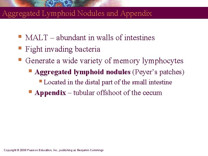 Aggregated Lymphoid Nodules and Appendix § § § MALT – abundant in walls of