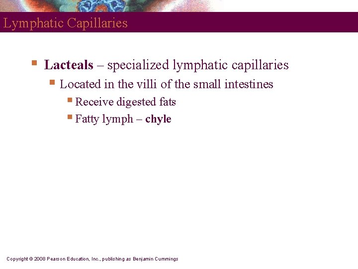 Lymphatic Capillaries § Lacteals – specialized lymphatic capillaries § Located in the villi of