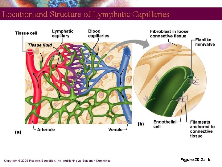 Location and Structure of Lymphatic Capillaries Copyright © 2008 Pearson Education, Inc. , publishing