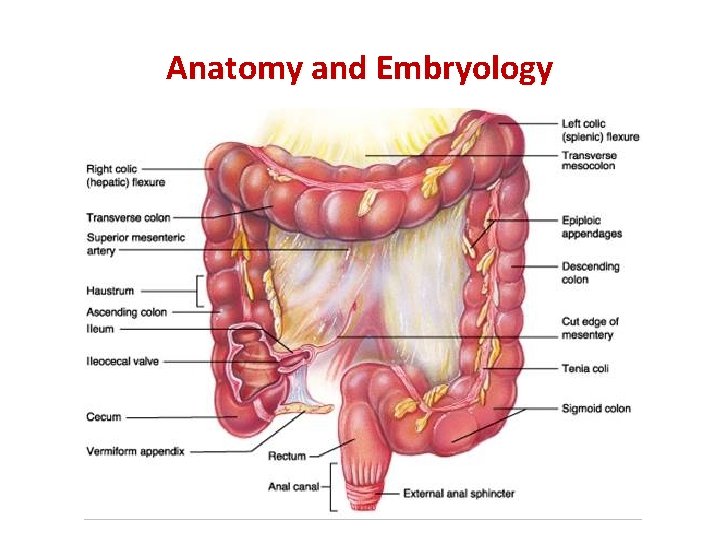 Anatomy and Embryology 